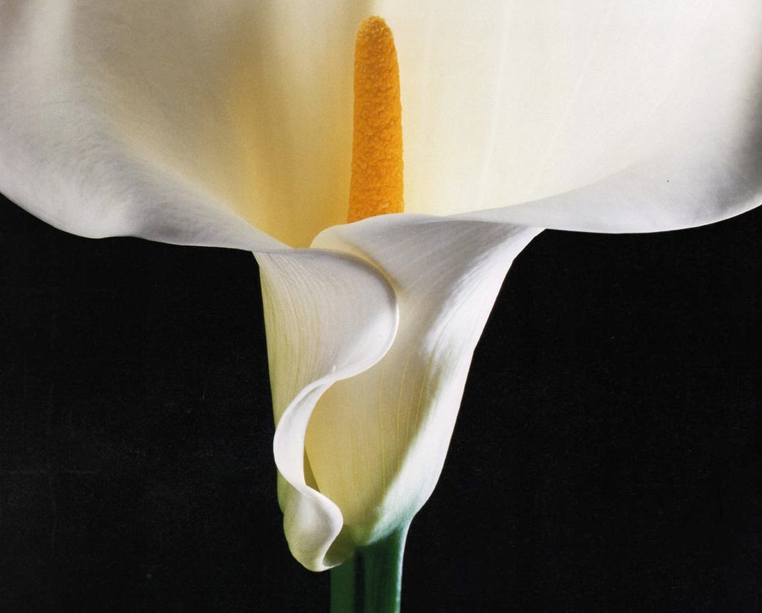 MAPPLETHORPE - Calla Lily,1988 (1 of 1)