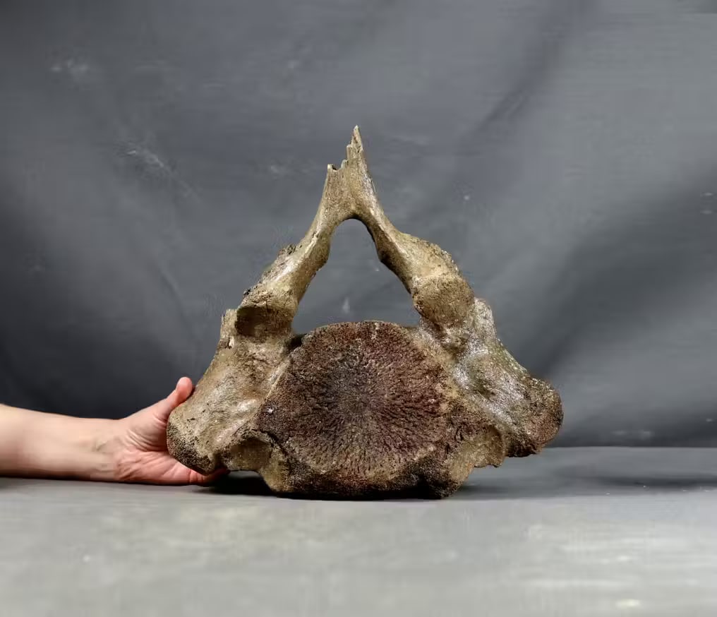 Huge mammoth Thoracic Vertebra with spine - Fossilised animal - Mammuthus primigenius - 32 cm - 30: Huge size : 32 cm !!! This is a nice mammoth vertebra found by fishing into the north sea. Name : Mammuthus primigenius Age : Pleistocene Findspot : Northsea This bone has been professionally stabiliz