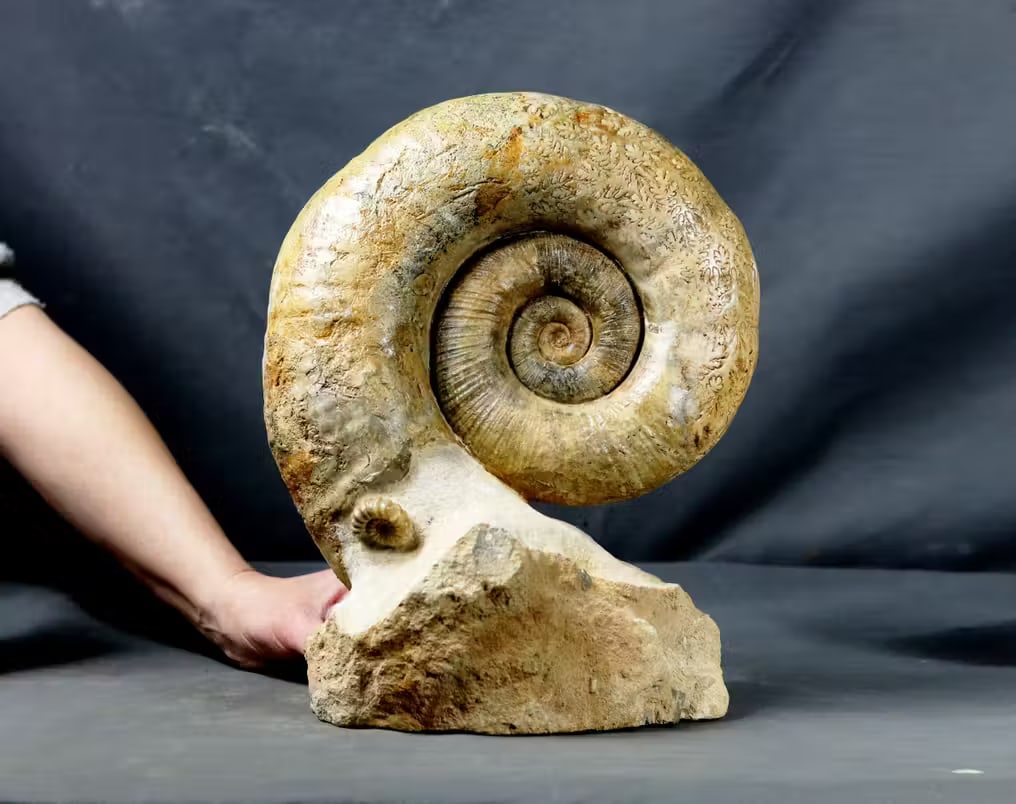 Finest Ammonite - On stone - Outstanding preservation - Big size - Visible shell, suture lines and - (1 of 5)