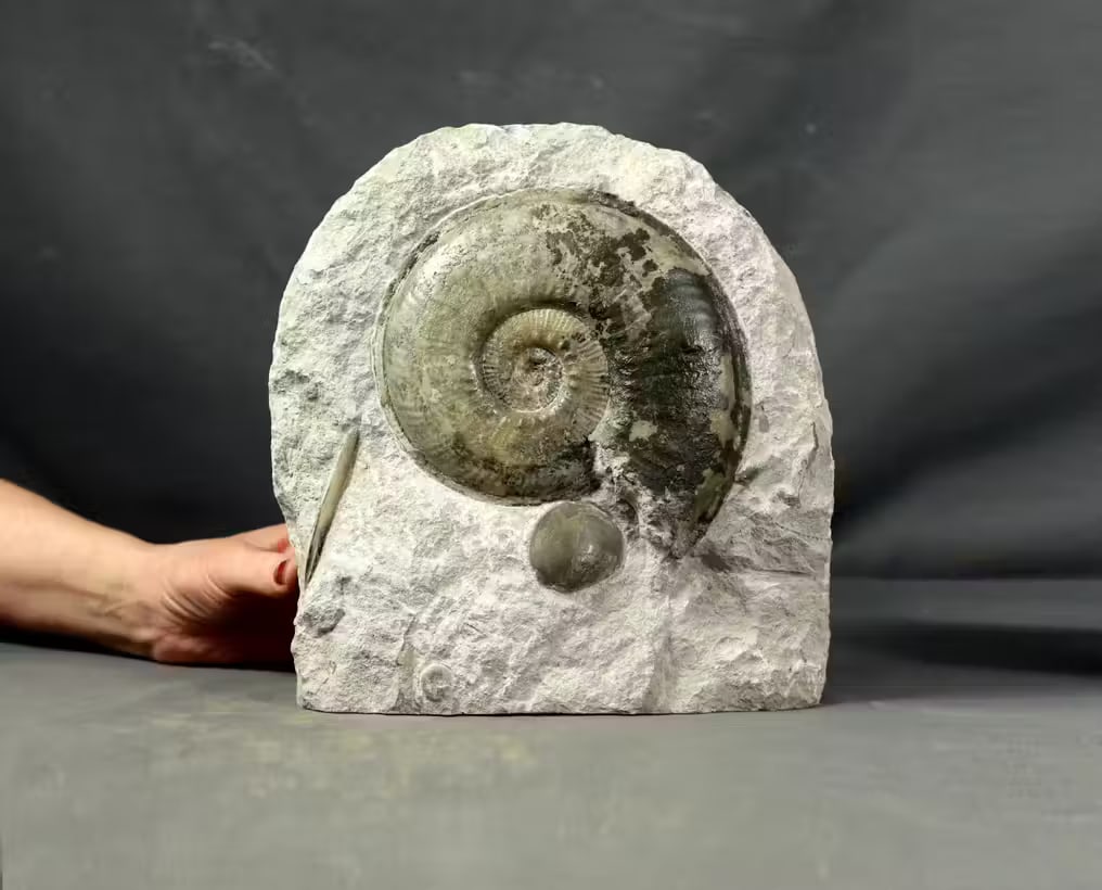 Highly decorative Jurassic graveyard - With X-large ammonite - - Fossilised animal - Haugia: Name: Haugia variabilis Age: Jurassic, Toarcian Find spot : Airvault , France The ammonite has a diameter of 17 cm. The stone has been sawed for acting as a stand. The weight is 6 kg. Large size and e