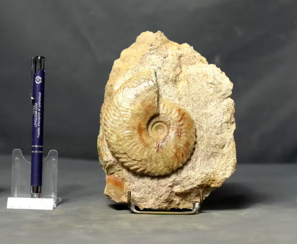 A rare ammonite - On stone - Finest preservation and big size for specie - Fossilised animal -: Name : Tragophylloceras undulatum Age : Jurassic, Pliensbachian stage Found in : Fresney-le-Puceux, France This fossil ammonite has a size of 9.5 cm. Please note it sits onto its natural stone. It has
