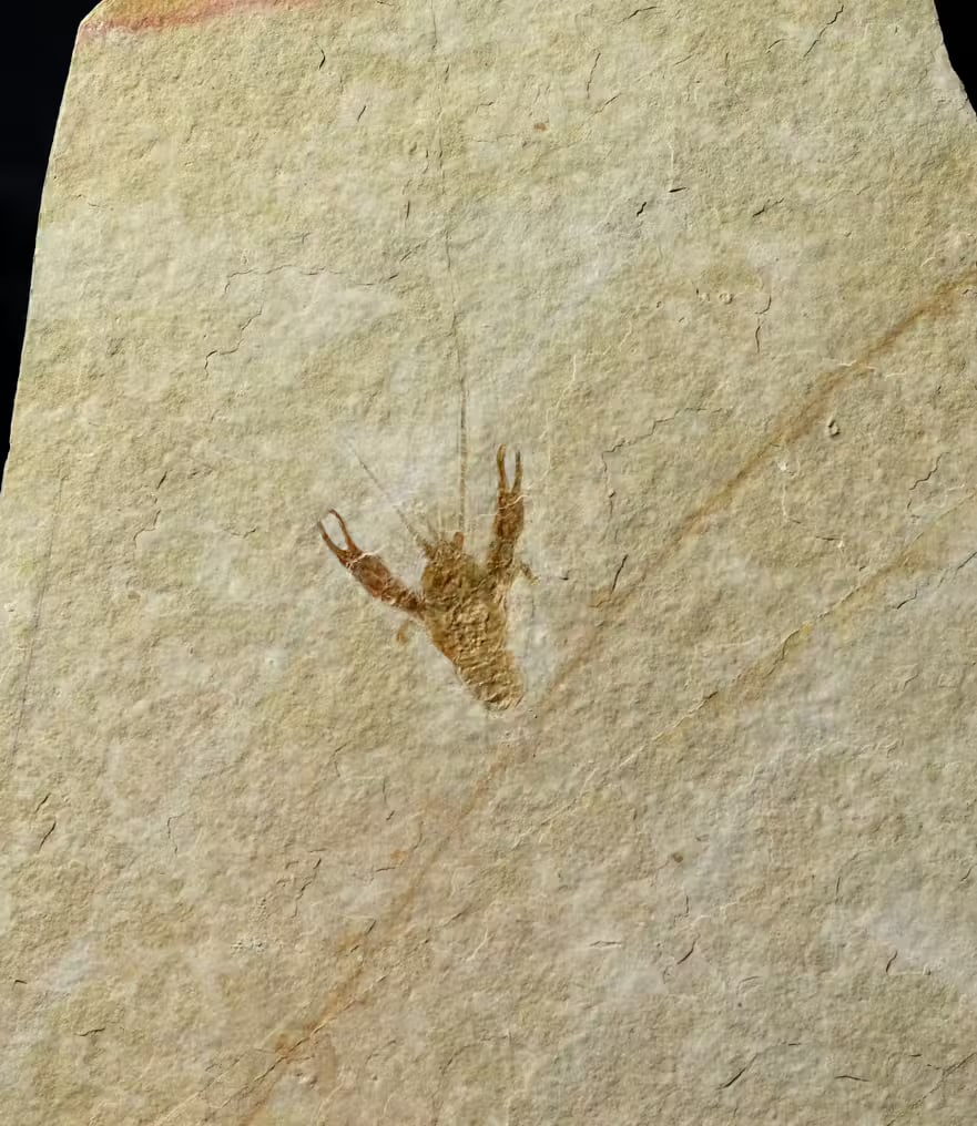 Nice Fossil Crustacean - - Fossilised animal - Eryma modestiformis - 19 cm - 16 cm (1 of 3)