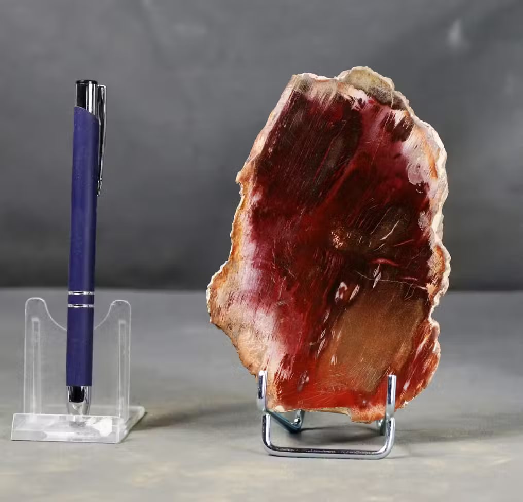 Extra red !! Decorative fossilized wood on stand - Polished with uncommon colors - Fossilised plant (1 of 3)