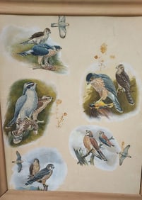 Hawk paintings for book Oil painting 1950 Illustrator