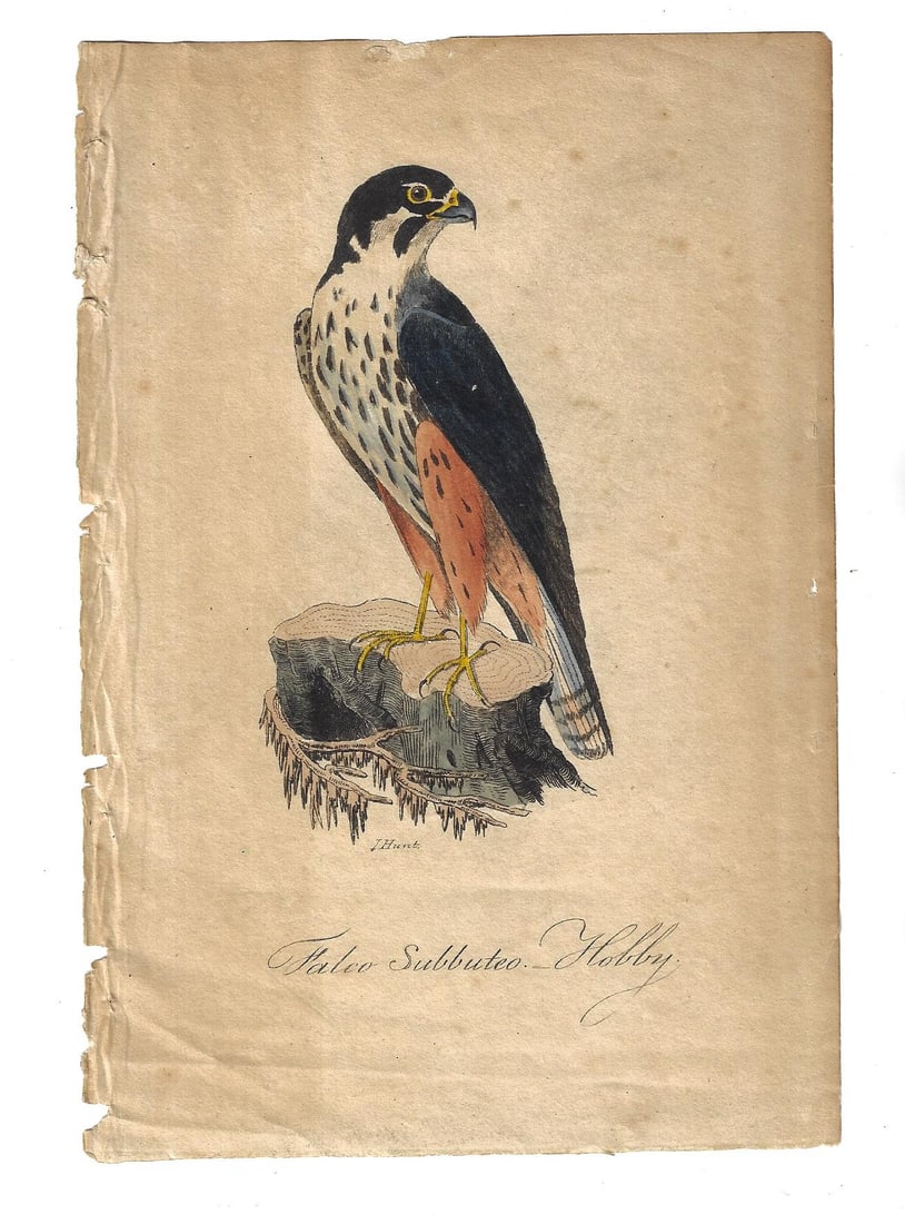 19th c Handcolored Bird Engraving Falcon (1 of 1)