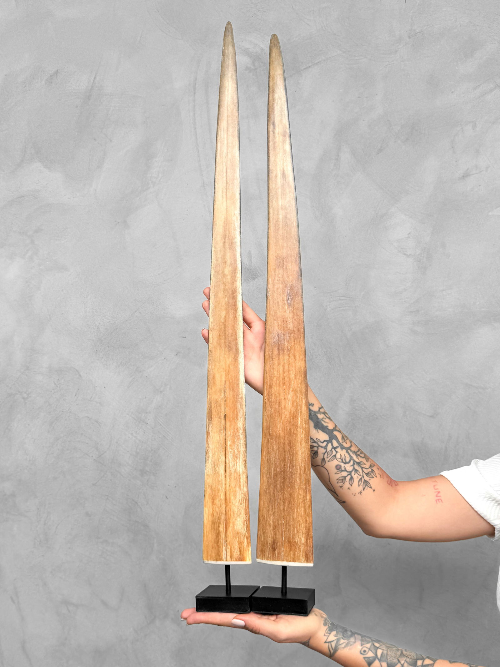 Pair of swordfish tusks with custom stands: Title: Pair of swordfish tusks with custom stands Maker:Unknown Origin: Indonesia Date/Period:2025 Materials:Xiphius Gladius, Bone, Steel Dimensions:Height including stand: Tusk 1: 80 cm / 31.4 inches