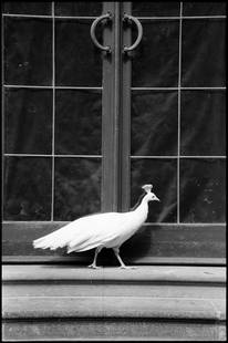 Edition of 10 - Peahen; 2014: Edition of 10 - Peahen, Suffolk, Silver Gelatin Photograph Edition of 10 + 5 APs. Front: Signature and edition number with artists blind stamp. Back: Ink stamp and print details. Mounted: 40 x 50 cm (