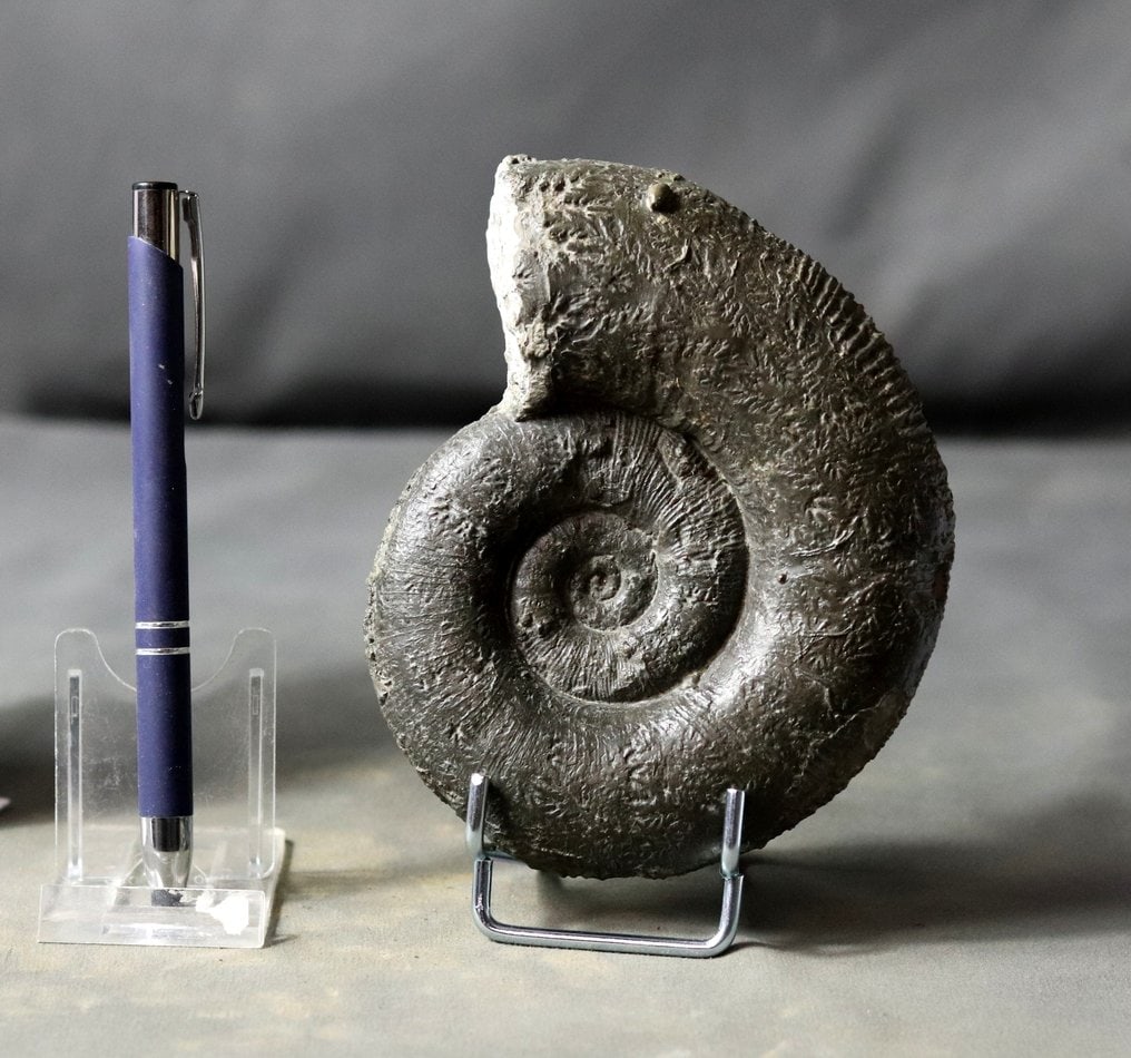 A rare Pliensbachian ammonite - Pyrite preservation - Fossilised animal - Lytoceras aff fimbriatum -: Name : Lytoceras aff fimbriatum Age : Jurassic, Pliensbachian stage Found in : Rives du Cher, France This fossil ammonite has a size of 13.4 cm . It will be shipped with french postal service or with
