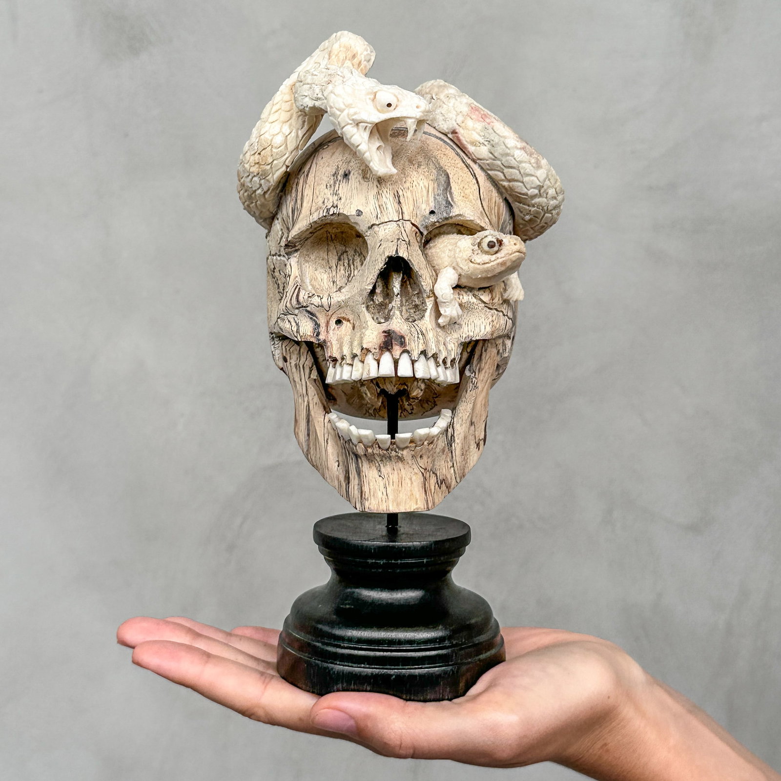 Stunning Human Skull With A Carved Snake hunting a frog: Title:Stunning Human Skull With A Carved Snake hunting a frog Maker:Unknown Origin: Indonesia Date/Period:2025 Materials:Tamarind Wood, Deer antler Dimensions:Height including stand: 22 cm / 8.6 inche
