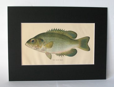 Antique 1901 colored fish print