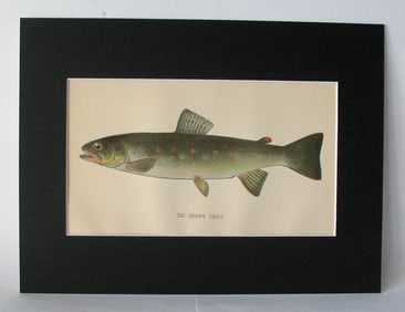Antique 1901 colored fish print