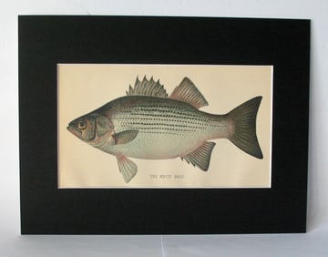 Antique 1901 colored fish print