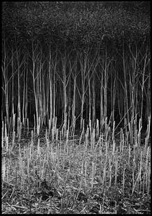 Edition of 10 - Stubble; 2011: Edition of 10 - Stubble, Study IV, Occold, Suffolk, Silver Gelatin Photograph Edition of 10 + 5 APs. Front: Signature and edition number with artists blind stamp. Back: Ink stamp and print details.