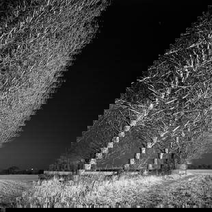 Edition of 10 - Trees I; 2008: Edition of 10 - Trees I, West Thorpe, Suffolk, Silver Gelatin Photograph [shot on Infrared Film] Edition of 10 + 5 APs. Front: Signature and edition number with artists blind stamp. Back: Ink stamp