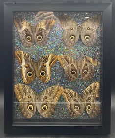 6 Caligo Owl Mimic BUTTERFLY MOUNT FRAMED