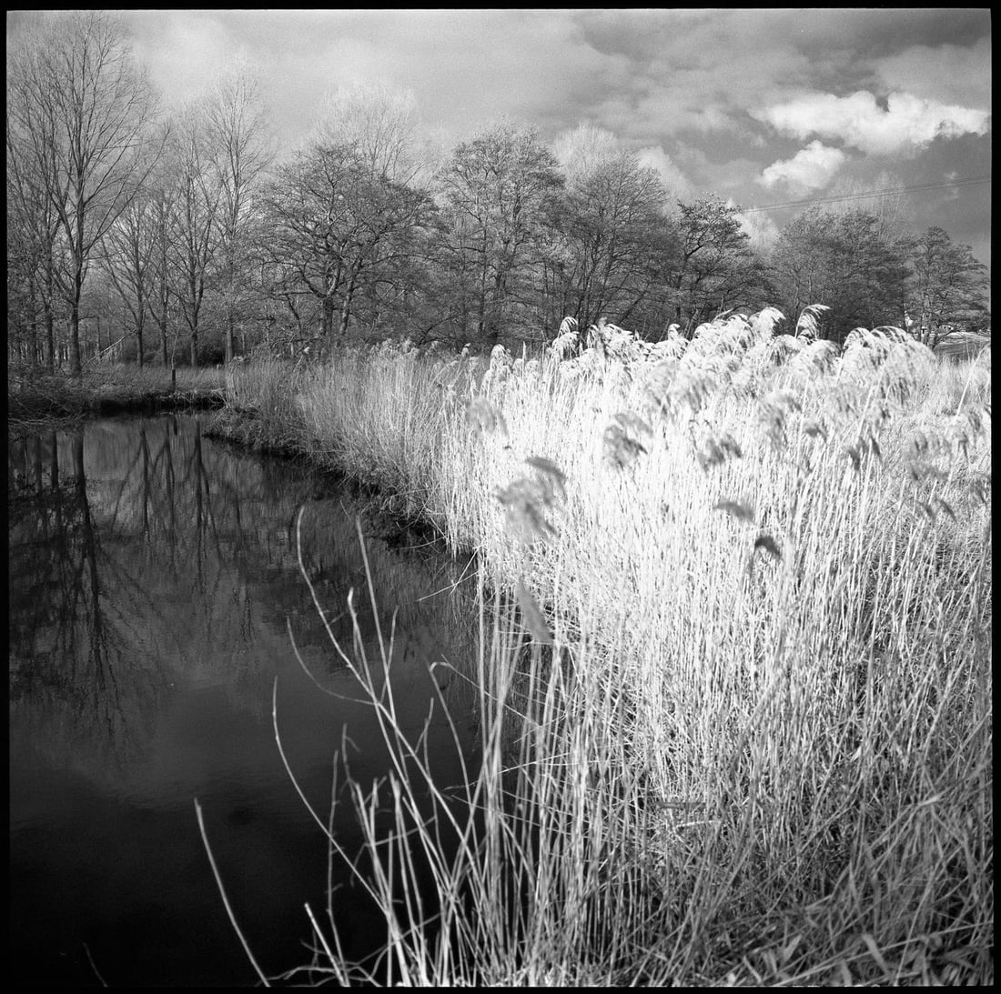 Edition of 10 - Wild Grasses; 2013 (1 of 3)