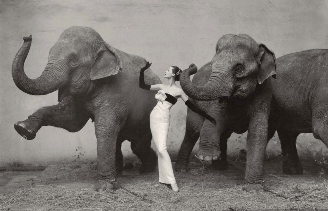 RICHARD AVEDON - Dovima with Elephants, Dior, 1955 (1 of 1)