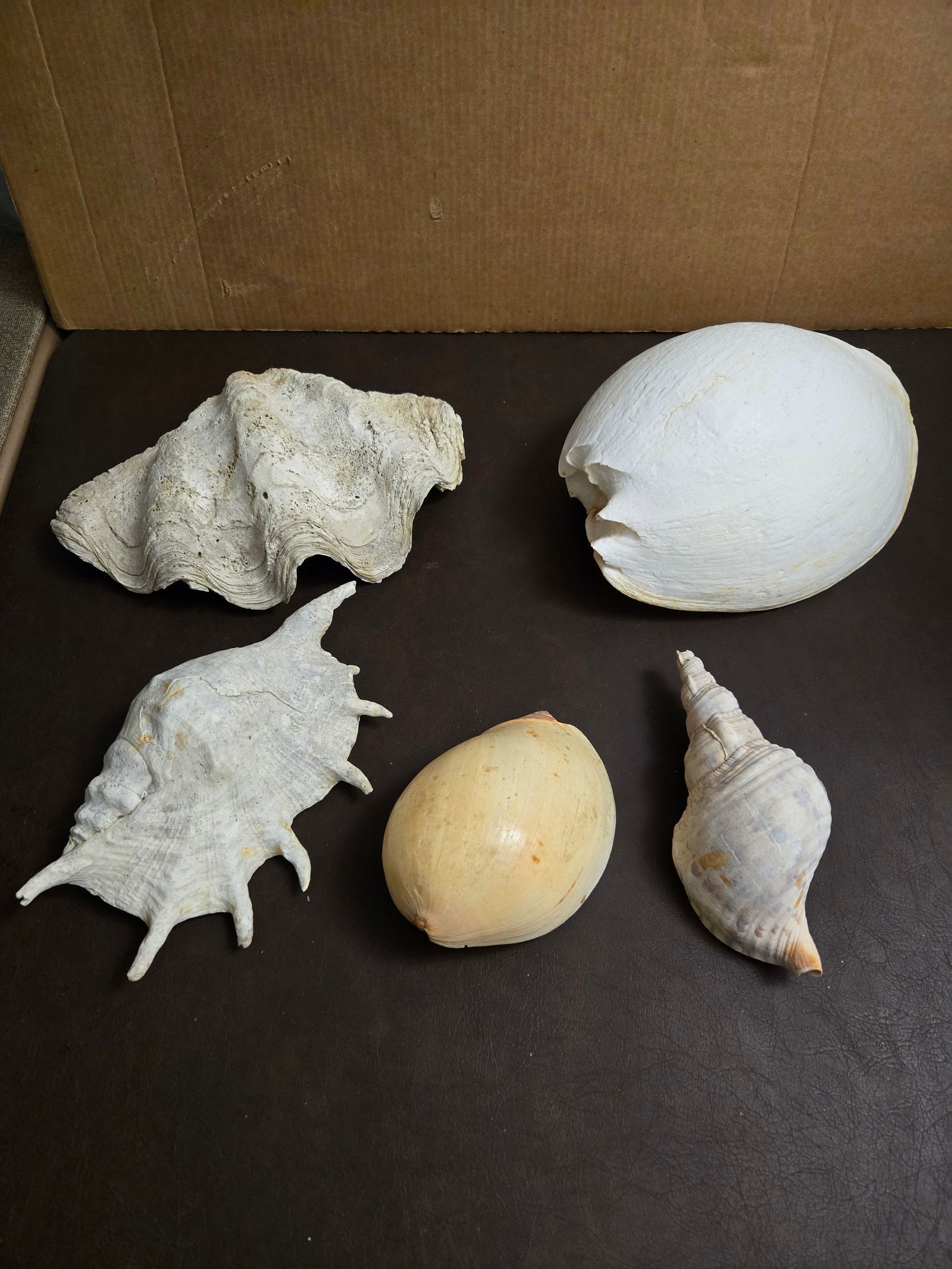 Vintage Sea Shells Lot (1 of 6)
