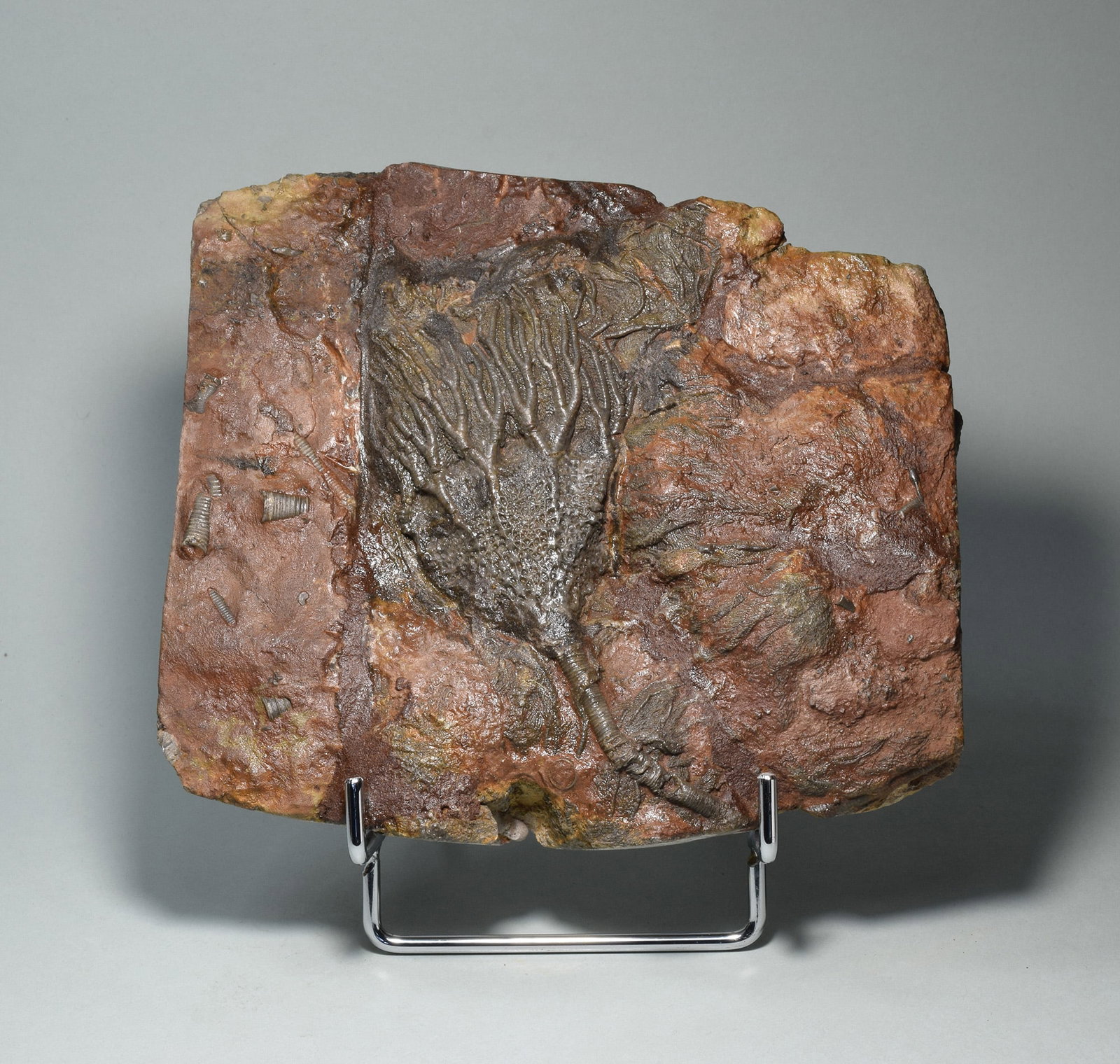 Nice crinoid on slab - Scyphocrinites elegans: Title: Nice crinoid on slab - Scyphocrinites elegans Origin: Morocco Size: 15 x 16.5 cm Description: Species: Scyphocrinites elegans Age: Silurian Locality: Morocco Measurements: c. 15 x 16.5 cm Weigh