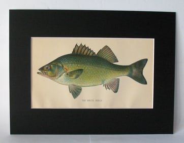 Antique 1901 colored fish print
