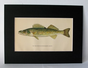 Antique 1901 colored fish print