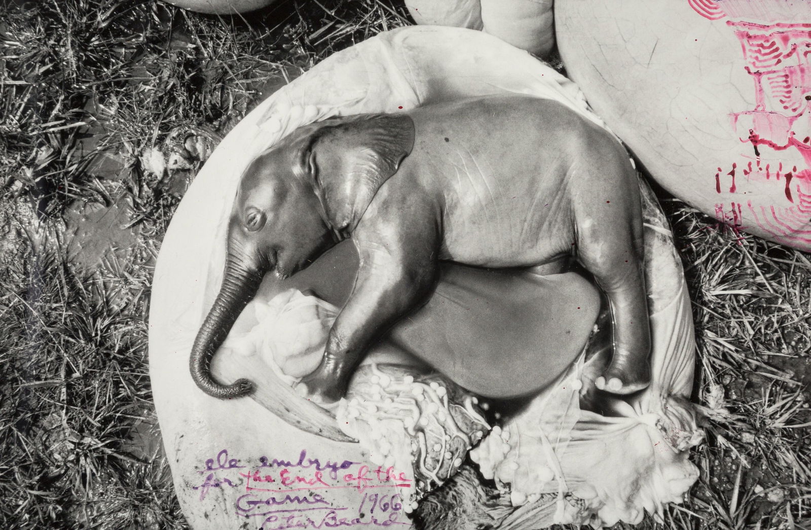 Peter Beard 'End of the game' Print: Description: Peter Beard 'End of the game' Print measuring at 14x22 inches Date: 1966 Possible Reproduction/Printed Later Reserve: $50.00 Shipping: Domestic: Flat-rate of $20.00 to anywhere within the