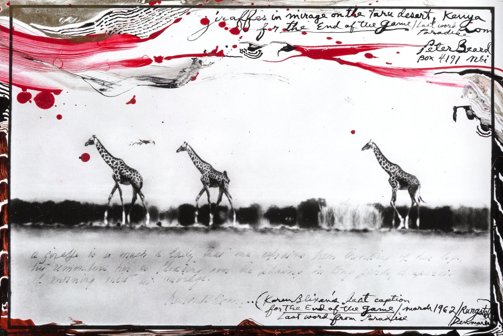Peter Beard 'Three Giraffes' Print: Description: Peter Beard 'Three Giraffes' Print measuing at 7x10 inches Date: 1962 Possible Reproduction/Printed Later Reserve: $40.00 Shipping: Domestic: Flat-rate of $15.00 to anywhere within the co