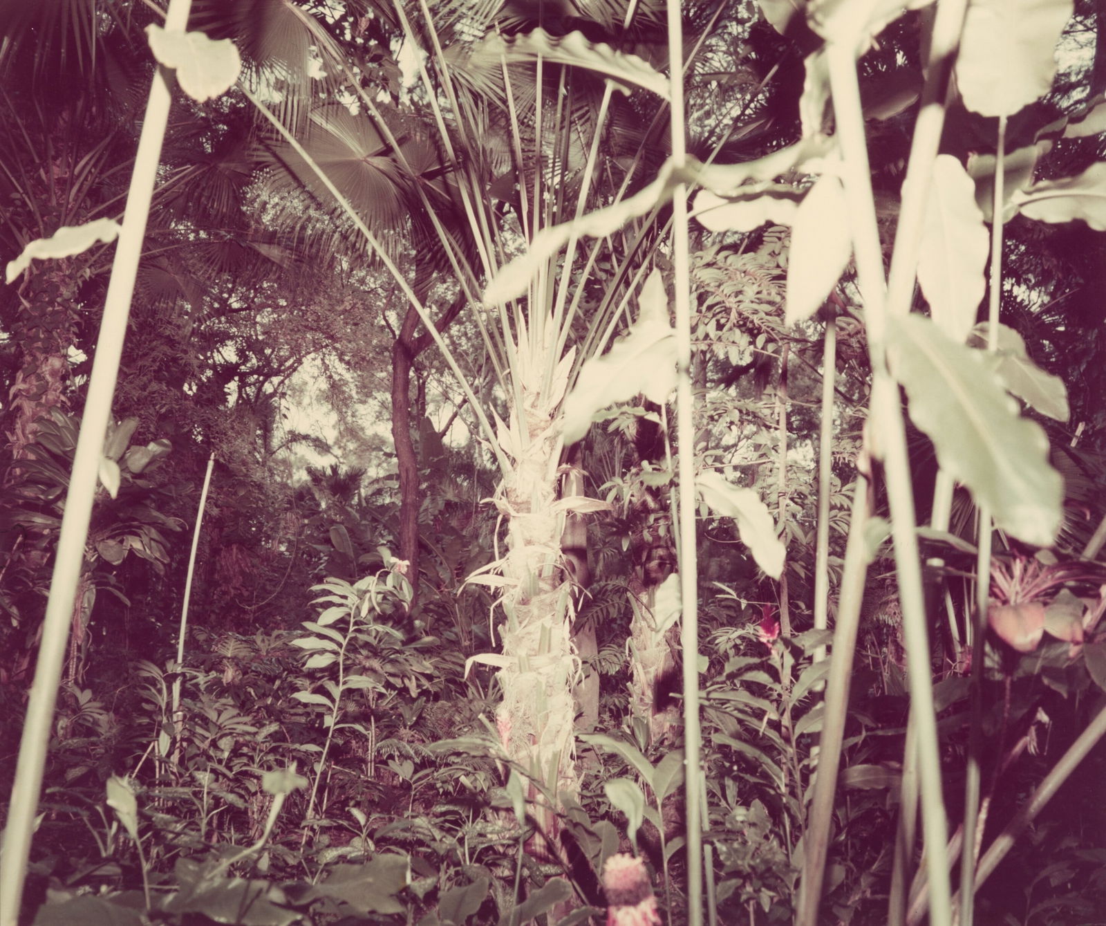 Richard Misrach 'Hawaii' Print: Description: Richard Misrach 'Hawaii' Print measuring at 15x21 inches Date: 1978 Possible Reproduction/Printed Later Reserve: $50.00 Shipping: Domestic: Flat-rate of $20.00 to anywhere within the cont