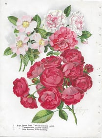 Roses - Sweet Brier et al - antique botanical print