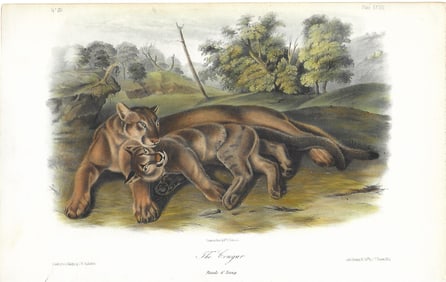 The Cougar - female & young - original Audubon print