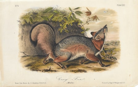 Grey Fox - original Audubon print
