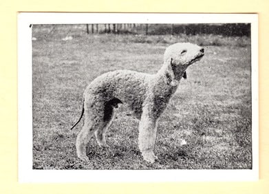 Bedlington Terrier Dog No. 35 Trade Card