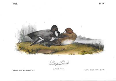 Scaup Duck - origiinal Audubon print