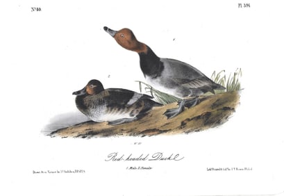 Red-headed Duck - oriiginnal Audubon print