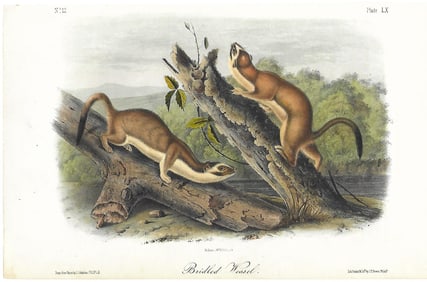 Bridled Weasel - original Audubon print