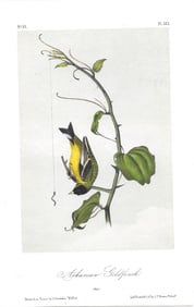 Arkansan Goldfinch - original Audubon print