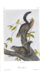 Collies Squirrel - oriiginal Audubon print