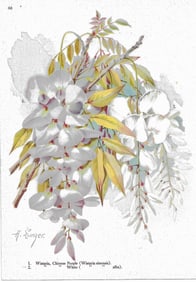 Wisteria - antnique botanical print