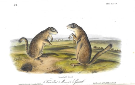 Franklin's Marmot Squirrel - original Audubon print