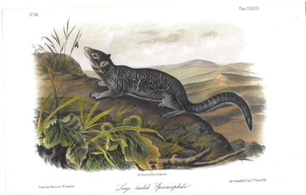Large tailed Spermophile - original Audubon print