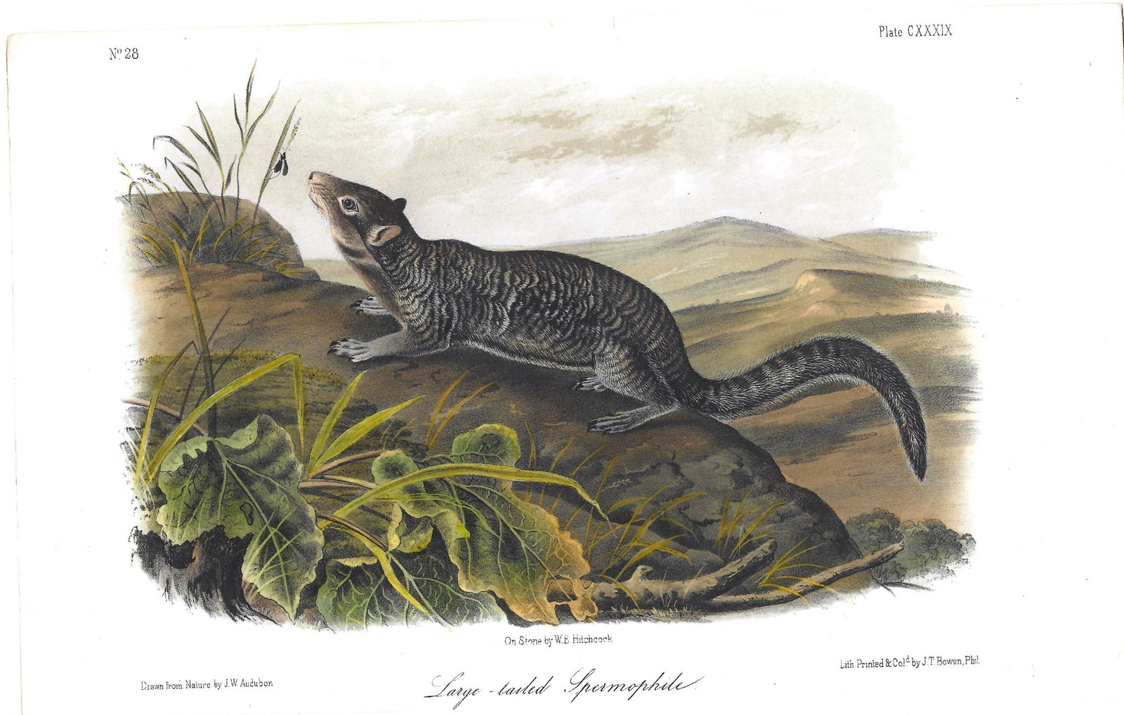 Large tailed Spermophile - original Audubon print (1 of 1)