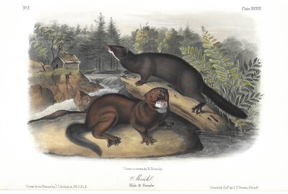 Mink - original Audubon print