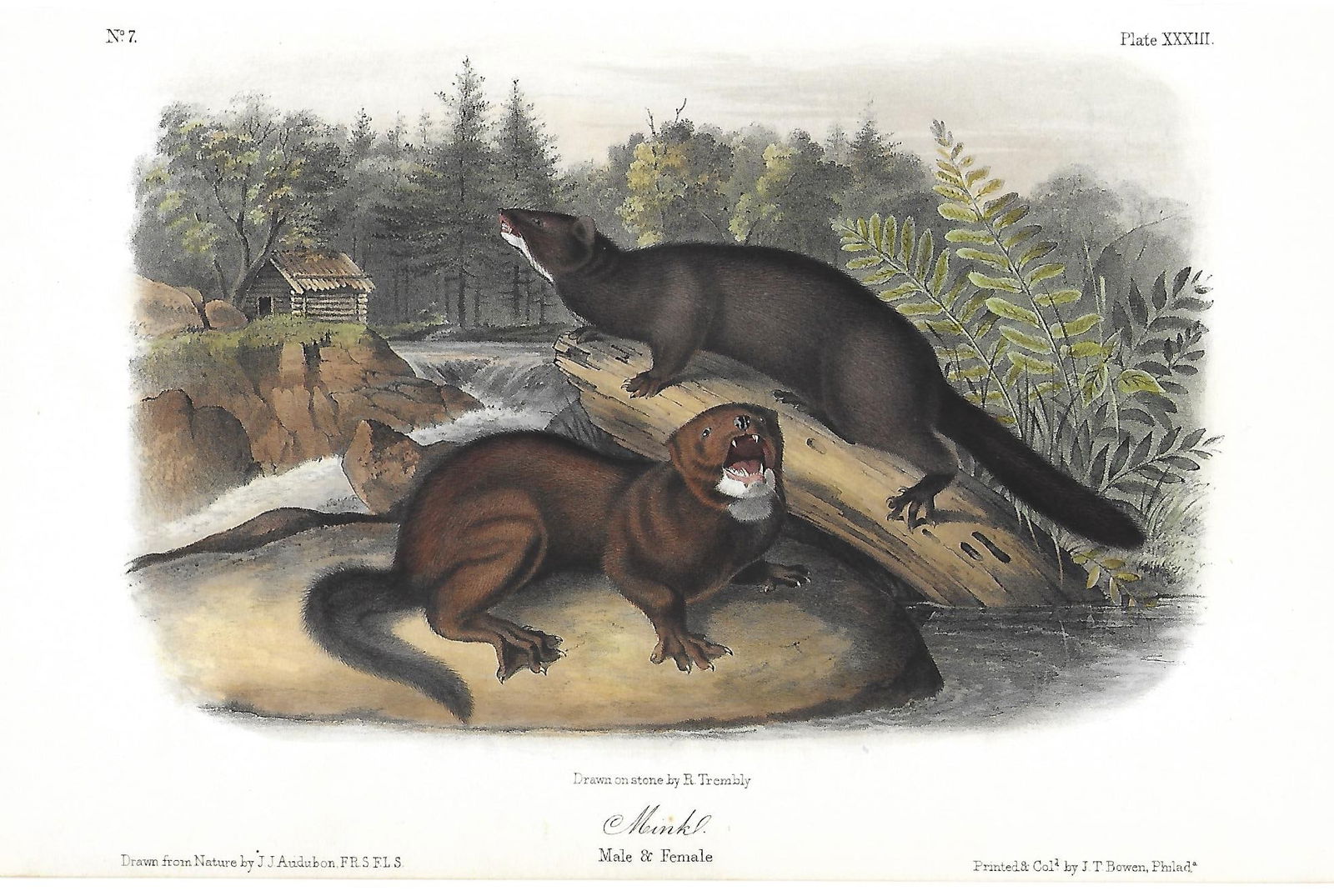 Mink - original Audubon print (1 of 1)