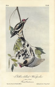 Yellow-bellied Woodpecker - original Audubon print
