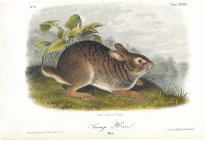 Swamp Hare - original Audubon print