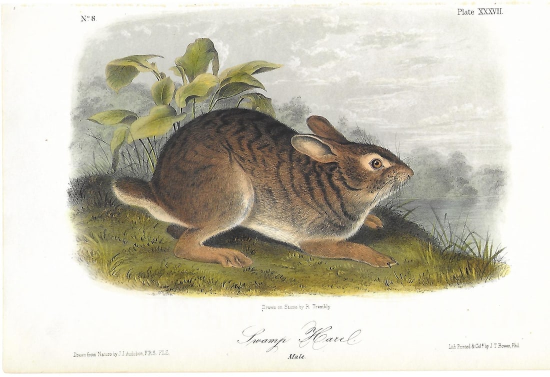 Swamp Hare - original Audubon print (1 of 1)