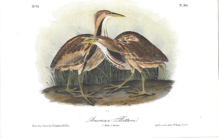 Ameriican Bittern - ooriginal Audubon print