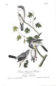 Great American Shrike - originalAudubon print