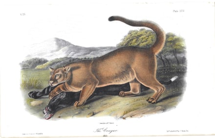 The Cougar (male) - original Audubon print