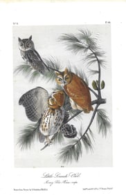 Little Screech Owl - original Audubon print
